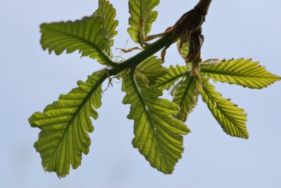 Quercus dentata - dub zubatý - jarní listy
